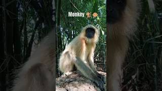 MONKEY'S Shocking SHORTCOMINGS EXPOSED?