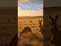 दुनिया का वो देश जहाँ इंसानों से ज़्यादा जानवर|Australia Land of Kangaroos| animals more than humans