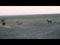 Fleetwood foals, running and playing!