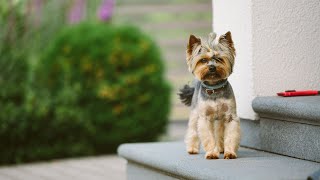 How to Manage Your Soft Coated Wheaten Terrier's Reaction to Doorbells