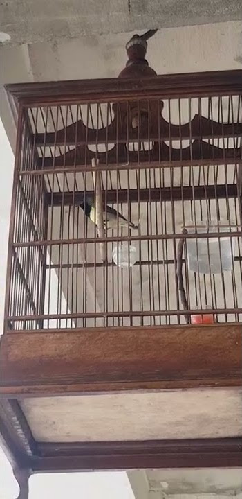 Sogon tembakan ngeri
