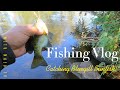 How to catch bluegill sunfish