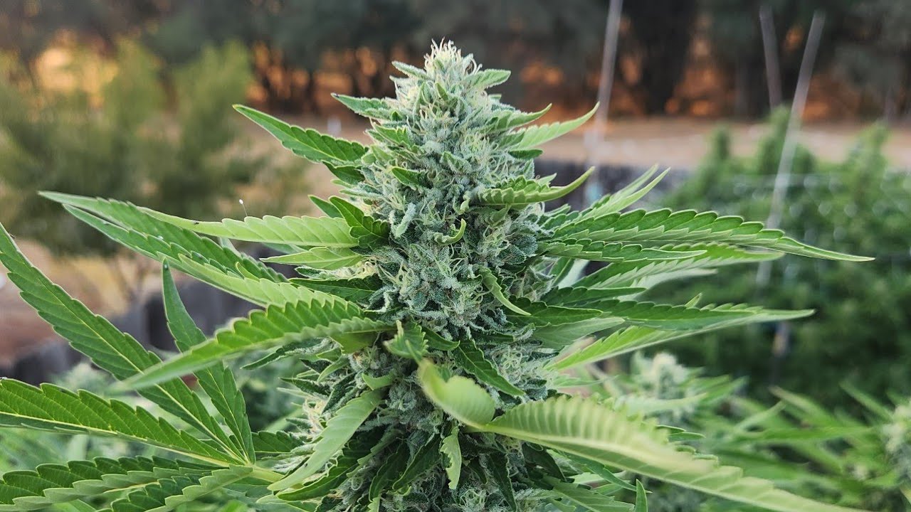 Big Buds Get Bud Rot!