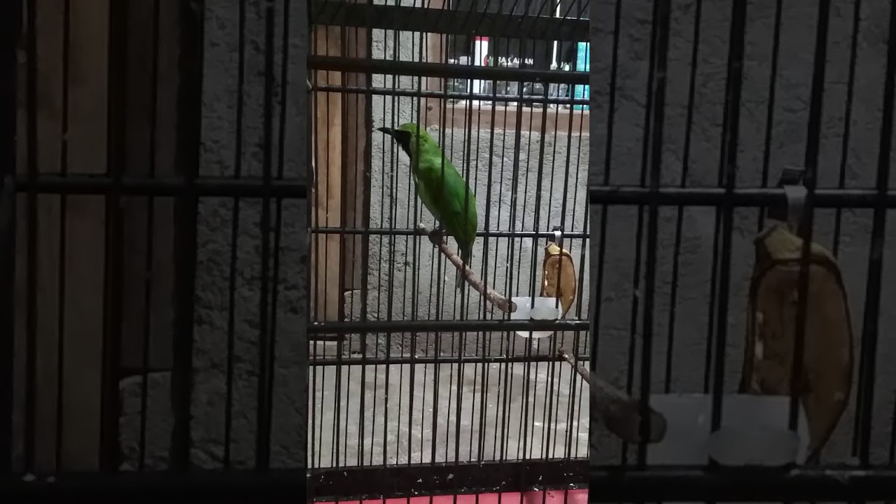 Cucak hijau 