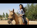 Beautiful horses of Turkmenistan: Visiting an Akhal-Teke ranch