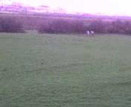 grace galloping roxy