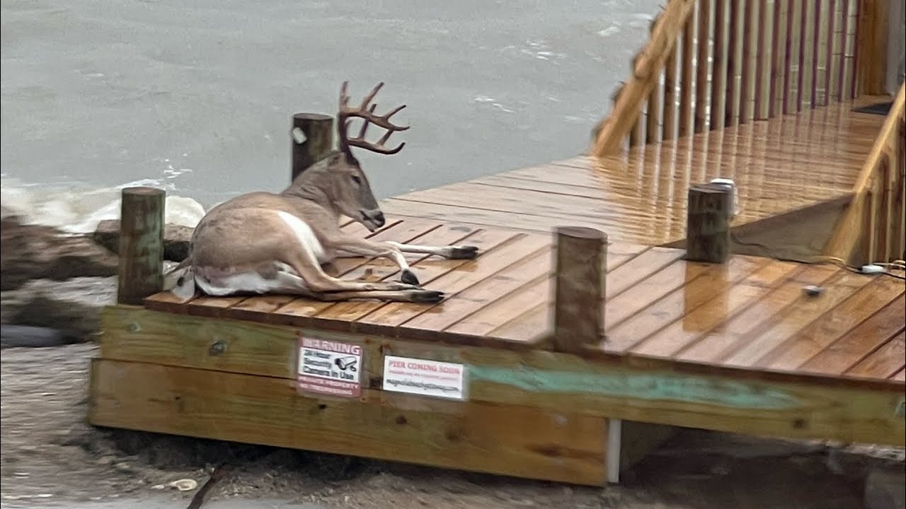 A HUNTED DEER OUTSIDE MY BEACH COTTAGE UNEXPECTED SIGHTING IN PORT