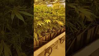 Rolling Benches from Hydrobiz