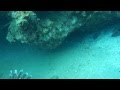Пара рыбок-крылаток в Карибском море