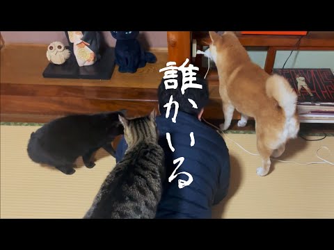 床下から何者かの鼻息が聞こえる　Someone snorting from under the floor