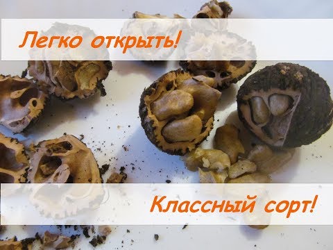 Черный орех.  Как легко открыть + демонстрация  классного сорта - толщина скорлупы и процент ядра