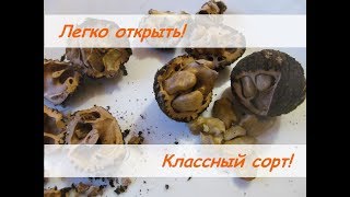 Черный орех.  Как легко открыть + демонстрация  классного сорта - толщина скорлупы и процент ядра