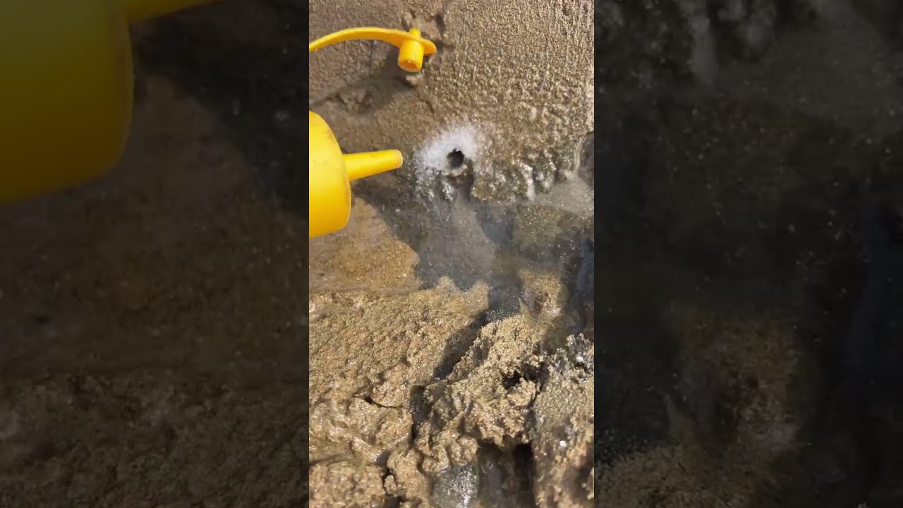 wow Amazing Big Eel Fishing 