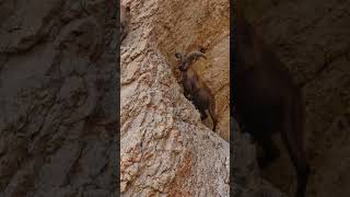 🐐 Mountain Goats Conquer Impossible Cliffs! Incredible Agility in 4K!