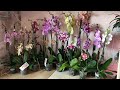 🌸 Продажа орхидей. Завоз от 17.04.2020 Stuartiana Pico Chip, Black Pearl, Lady Marmelade