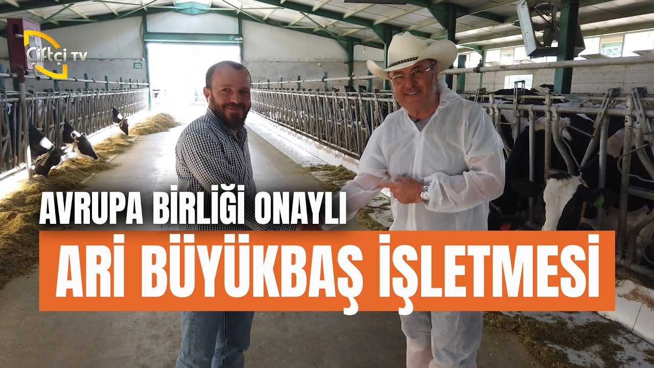 Avrupa Birliği Onayı Ari Büyükbaş İşletmesi! - Büyükbaş Dünyası