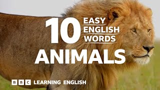 10 Easy English Words - Animals 🐱🐶🐍🦁🐄