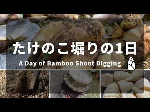 タケノコ掘りの1日の流れ（朝掘り〜下茹で作業） - YouTube