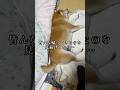 ひと足先にお布団失礼します…#いぬのいる生活#柴犬の日常#柴犬の癒し#柴犬動画#しばいぬ#shibainu