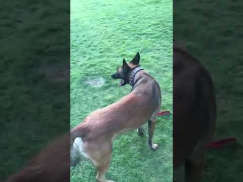 Malinois & Alman
