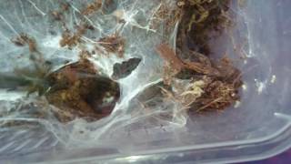 Why Go Out For Food When You Can Get It Delivered. Macrothele Gigas Sling 2.