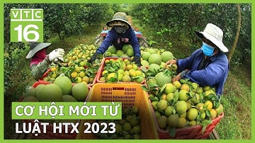 Luật HTX 2023 và cơ hội liên kết sản xuất chuỗi giá trị | VTC16