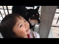 女子とデート shiba inu