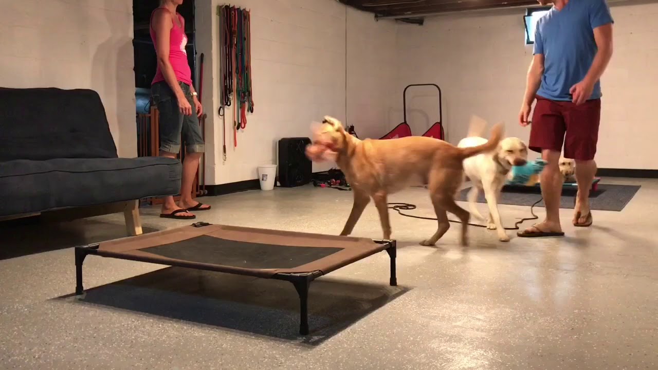 Vera working under high distractions - YouTube