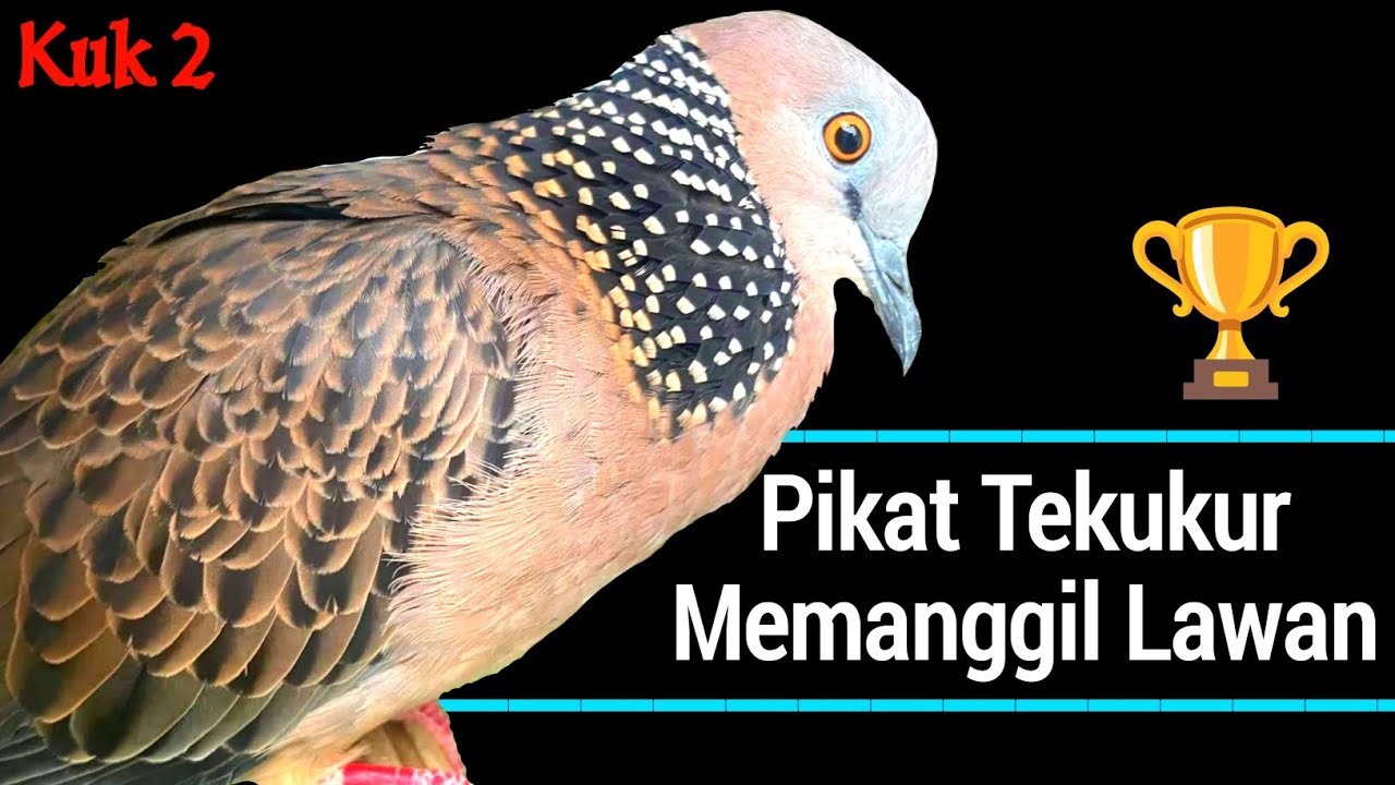 Suara Tekukur Kuk 2 Gacor Memanggil Temannya Agar Ikut Bunyi 💯% AMPUH