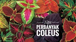 Tips perbanyak tanaman Miana/Coleus