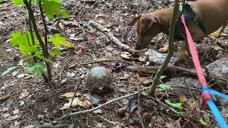 Lucky Marty Hotdog Spars with Turtle