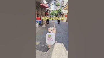 Nghiện thế này là dở rồi Cải bếu ơi 🤣 #cucaikimchi #yeuchomeo #funnydogs