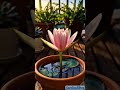 1 Water Lily Full Growth Transition | Balcony Garden Timelapse #balconygarden