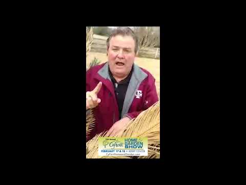 Planting St Augustine Grass The Dirt Doctor Youtube