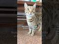Qualcuno fa la p💦come la faccio io? #gatto #gatti #bengala #bengalcat #cats