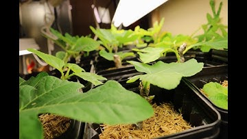 Fig Pop Method Vs. Direct Potting Method of Rooting Figs?!