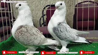 Best in the world Settinette Pigeons Collection #ExoticPetIndustry #FancyBirds #Pakistaniloft by ocean life 1 view 3 years ago 6 minutes, 30 seconds