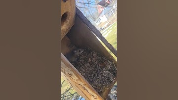 Evicting Stuart Lil #mouse #birdhouse #eviction #funny