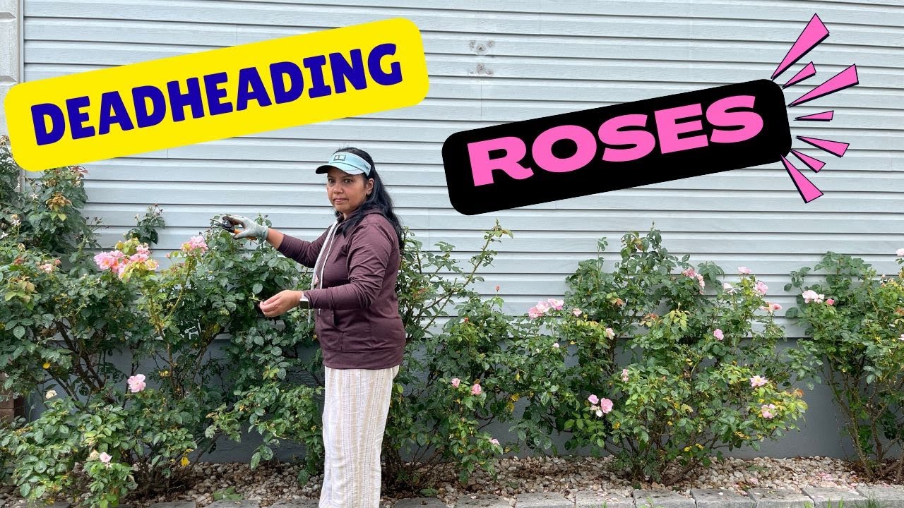 How to Deadhead Roses II Deadhead Roses to Get More Flowers