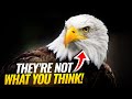 9 Fascinating Facts About BALD EAGLES