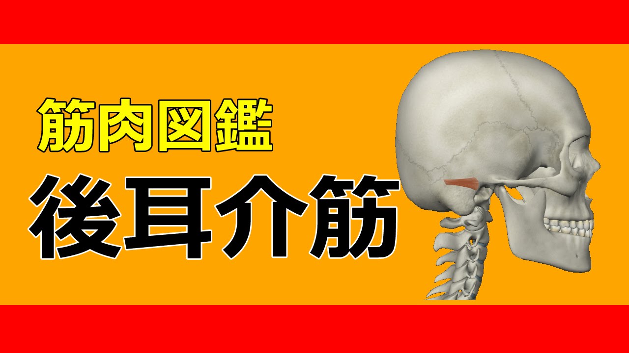 筋肉動画図鑑 後耳介筋 筋肉研究所 Youtube 筋肉動画図鑑 後耳介筋 筋肉研究所 Youtube