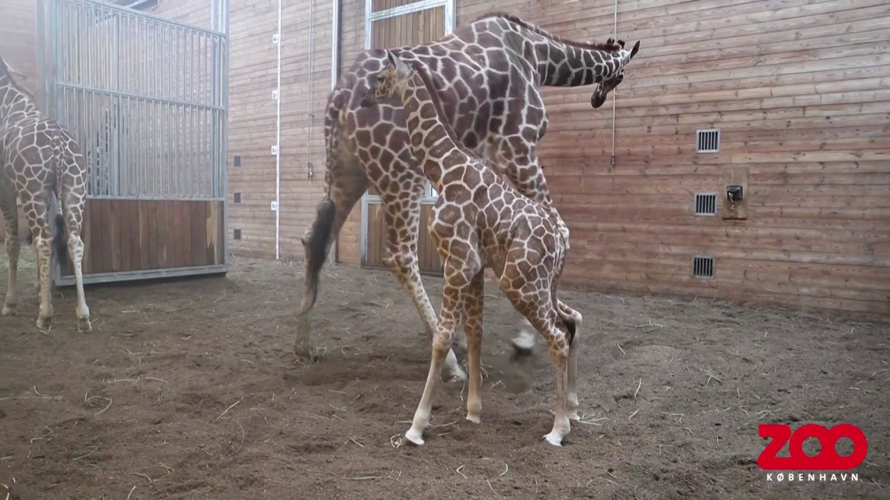 Girafunge død af bughindebetændelse | Copenhagen Zoo
