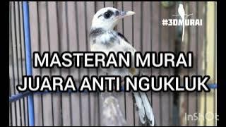 Masteran Murai Batu Anti Ngukluk Monoton - Variasi Tembakan Mewah Istimewa