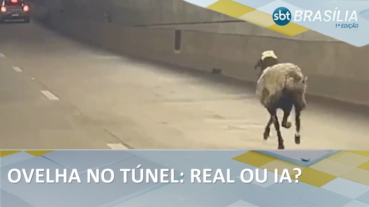 Flagra de ovelha correndo no Túnel Rei Pelé viraliza nas redes sociais | SBT Brasília 1ª Edição