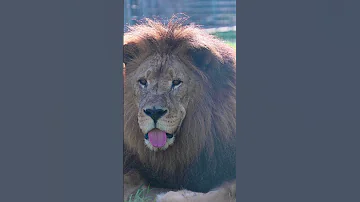 Start Off This TongueOutTuesday Morning Off With Mr Simba Lion TOT 