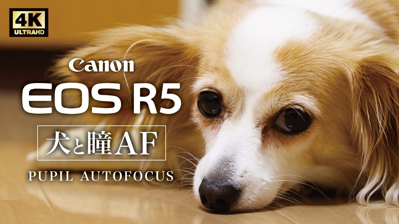 犬遊び 寂しがり屋のワンコ おもしろかわいいmy Dog Days18 犬との日々 動画 ゆるキャン 犬 Dog Chihuahua チワワ Dachshund ダックスフンド チワックス Youtube