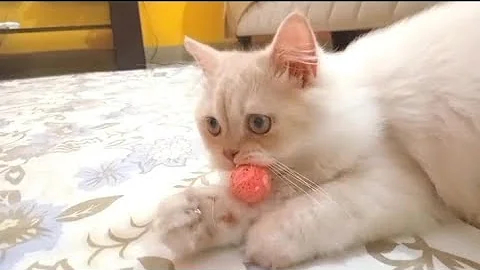Video 10795431: persian kittens playing funny, persian cat playing, female persian