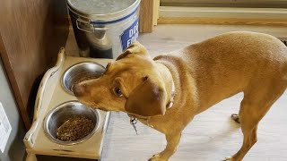 Wellness CORE Natural Grain Free Dry Dog Food Review