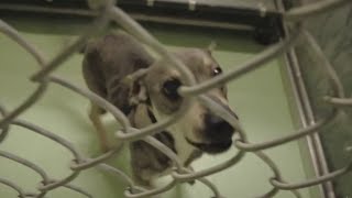 State reports drop in crime overall in new quarterly report; animal cruelty rises
