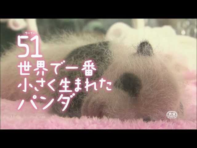映画『51（ウーイー） 世界で一番小さく生まれたパンダ』予告編